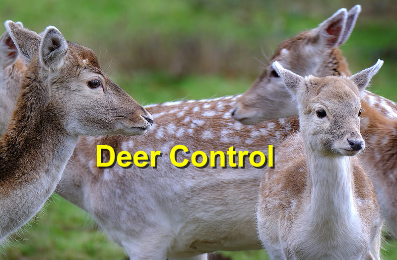 Deer control