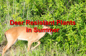 Deer resistant plants in Summer