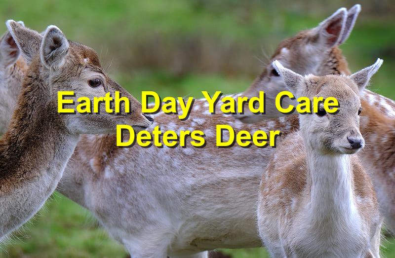 Earth Day Yard Care