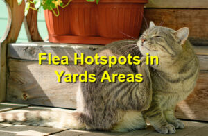 Flea Hotspots in Yards areas