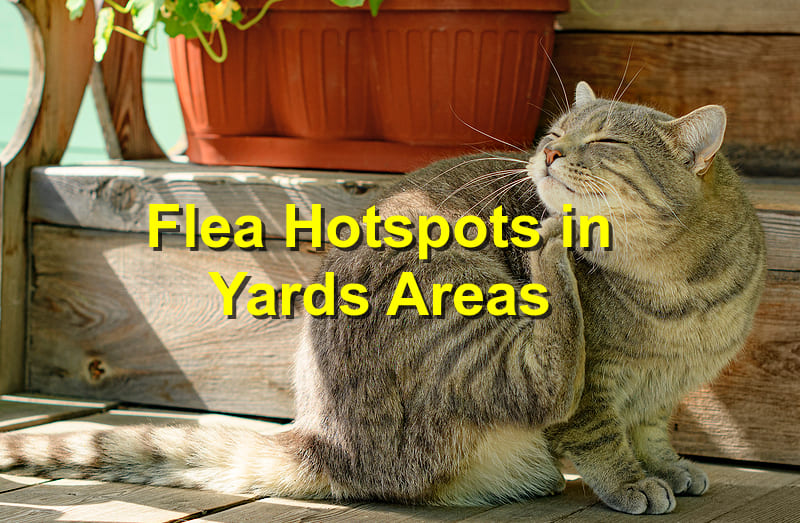 Flea Hotspots in Yards areas