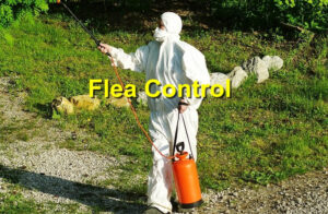 Flea control