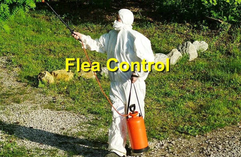 Flea control