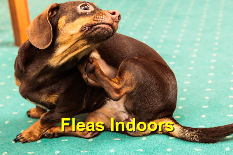 Fleas Indoors