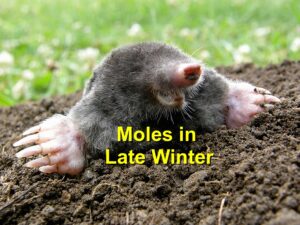 Moles in Late Winter: Signs They’re Still Active