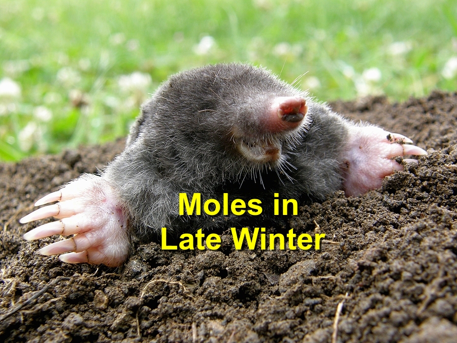 Moles in Late Winter: Signs They’re Still Active