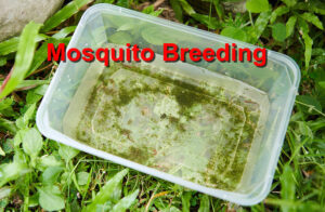 Mosquito breeding