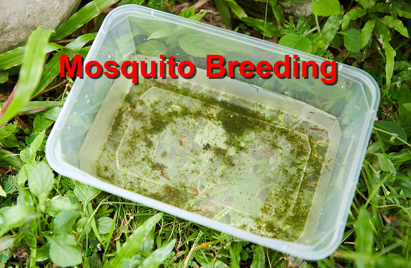 Mosquito breeding