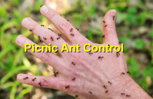 Picnic Ant Control