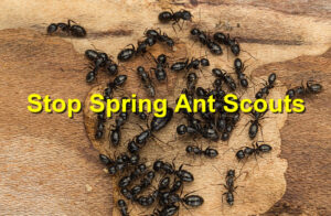 Stop Spring Ant Scouts