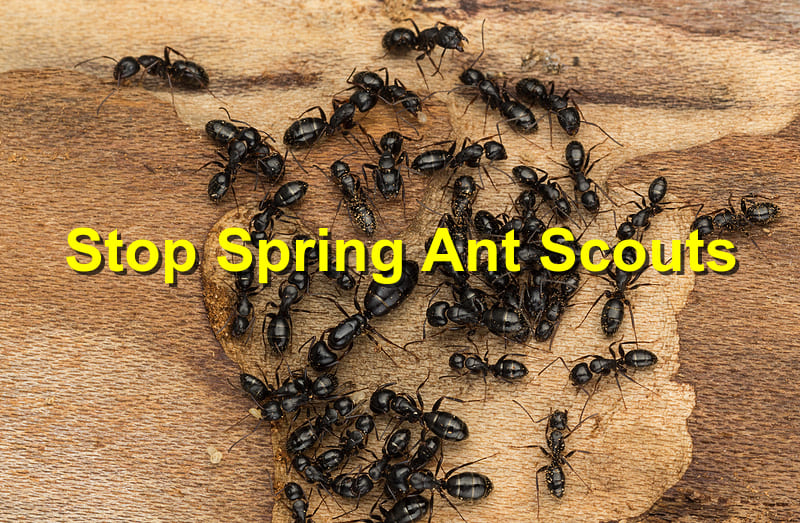 Stop Spring Ant Scouts