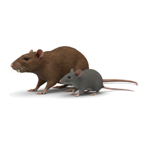 Rats and Mice Control