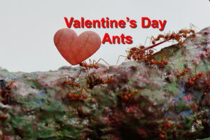 Valentine’s Day Ants