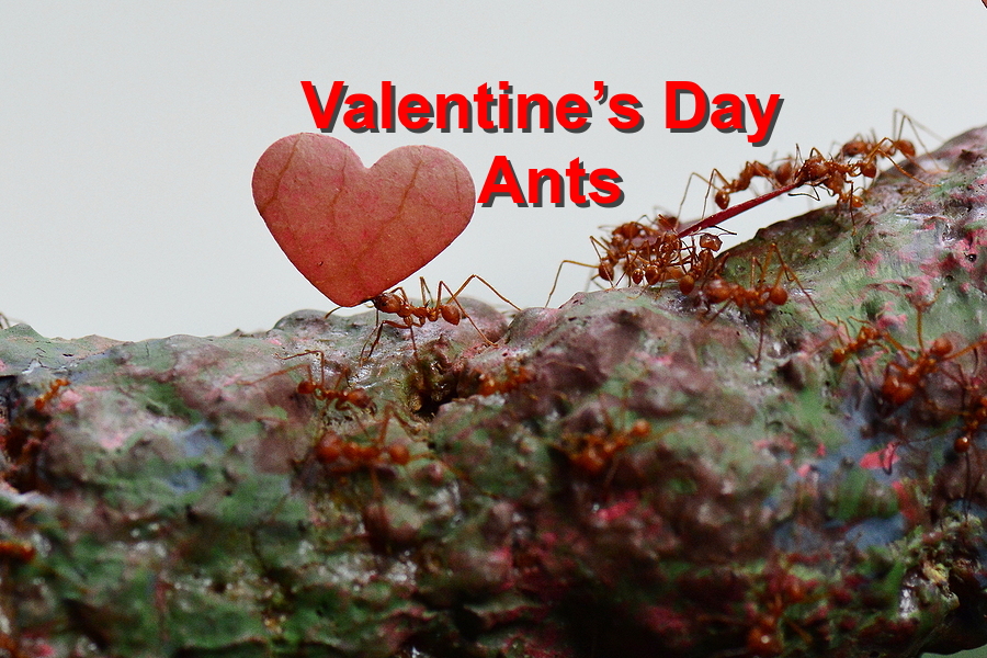 Valentine’s Day Ants