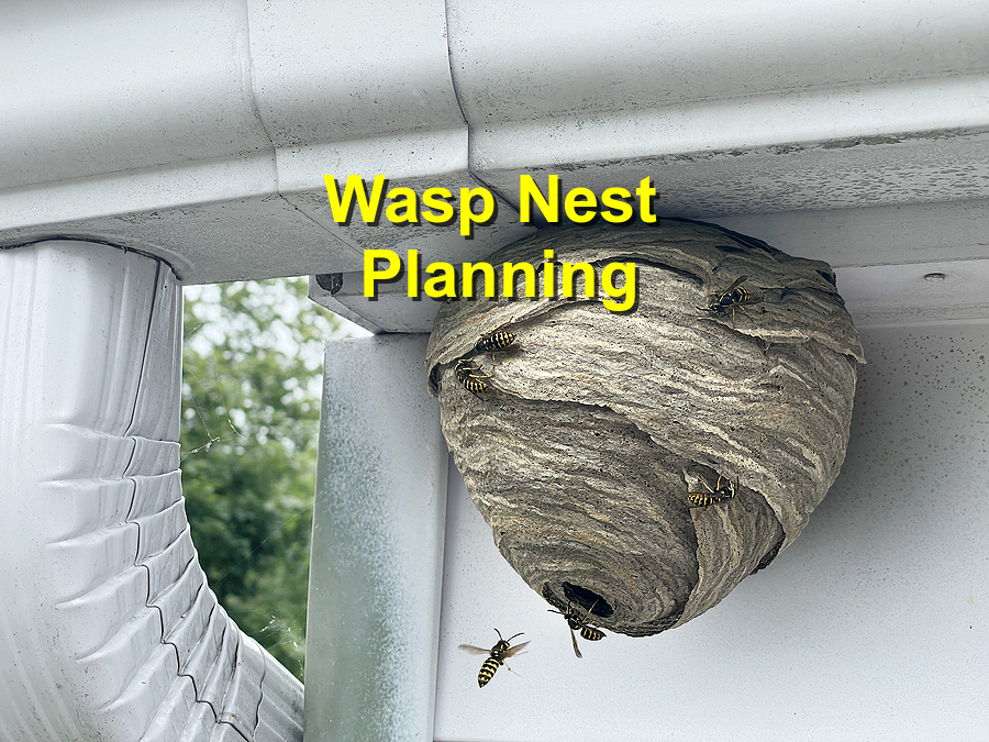 Wasp Nest Planning