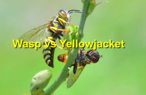 Wasp vs Yellowjacket