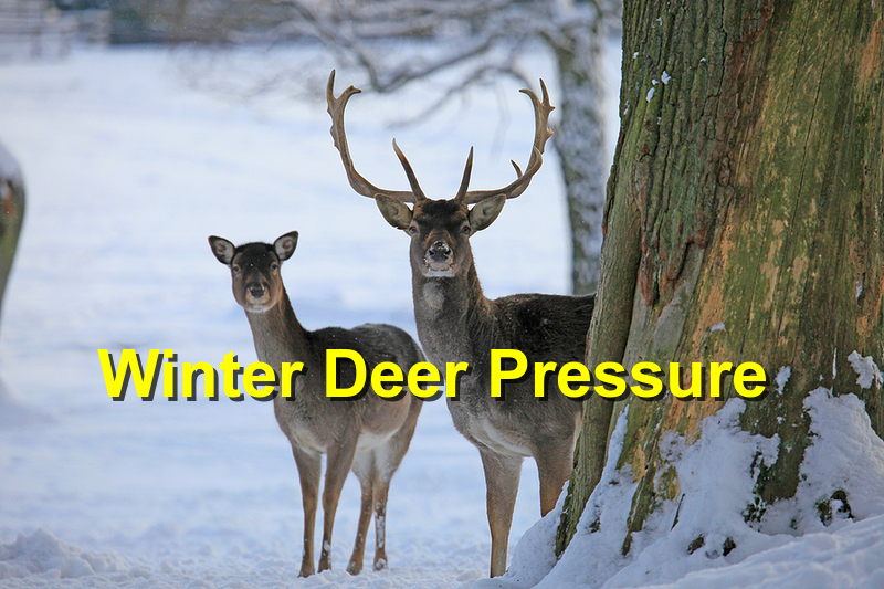 Winter Deer Pressure