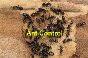 Ant control
