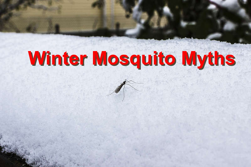 Winter Mosquito Myths
